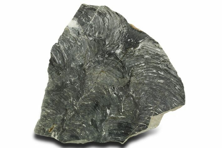 Polished Neoproterozoic Stromatolite (Minjaria) Slab - Russia #363051